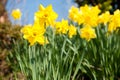 Yellow daffodils on garden in early spring. Royalty Free Stock Photo