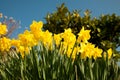 Yellow daffodils on garden in early spring Royalty Free Stock Photo