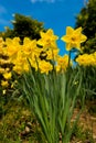Yellow Daffodils in the garden in early spring