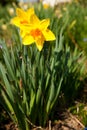 Yellow daffodils on garden in early spring Royalty Free Stock Photo