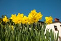 Yellow daffodils on garden in early spring. Royalty Free Stock Photo