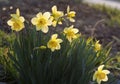 Yellow Daffodils in the garden