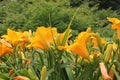 Yellow daffodils in garden with green lush leaves