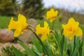 Yellow Daffodils in the garden, selective focus