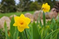 Yellow Daffodils in the garden at spring, selective focus