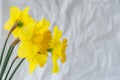 Yellow daffodils on a gray paper background Royalty Free Stock Photo