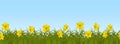 Yellow daffodils in green grass on a blue sky background. Seamless border Royalty Free Stock Photo