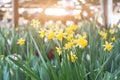 Yellow daffodils in a greenhouse close-up. Royalty Free Stock Photo