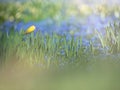 Yellow daffodils in group of blue grape hyacinth Royalty Free Stock Photo