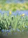 Yellow daffodils in group of blue grape hyacinth Royalty Free Stock Photo