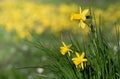 Yellow daffodils grow on a flower meadow in spring. At the edge of the picture are three bluebells from close up. The sun is Royalty Free Stock Photo