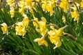 Yellow daffodils grow in the garden