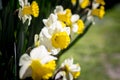 Yellow daffodils grow on green grass bed