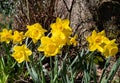 Yellow daffodils growing by a tree Greasby Wirral March 2021