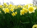 Yellow Daffodils