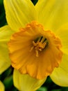 Yellow daffodil