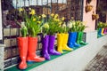 Yellow daffodils and hyacinth in multicolored rubber boots used as pots decorating the storefront window. Selective focus