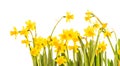 Yellow daffodils isolated on white background Royalty Free Stock Photo