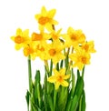 Yellow daffodils isolated on white Royalty Free Stock Photo