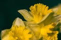 Yellow daffodils iwith dew dropst closeup filtered. Isolated blooming narcissus filter. Bright spring flowers. Royalty Free Stock Photo