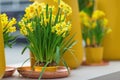 Yellow daffodils or jonquils and narcissus in flower pot