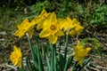 Yellow Daffodils Latin: Narcissus close-up against a background of green leaves. Soft blurry background Royalty Free Stock Photo