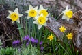 Marguerite daisies and blue flowers bloom next to the ivy in a flowerpot outdoors Royalty Free Stock Photo