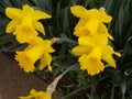 Yellow Daffodils In The Morning