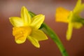 Yellow Daffodils Narcissus  flower in Spring. Beautiful spring time and Easter decoration. Royalty Free Stock Photo