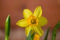 Yellow Daffodils Narcissus  flower in Spring. Beautiful spring time and Easter decoration. Royalty Free Stock Photo