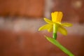 Yellow Daffodils Narcissus  flower in Spring. Beautiful spring time and Easter decoration. Royalty Free Stock Photo