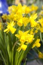 Yellow daffodils - narcissus flowers Royalty Free Stock Photo