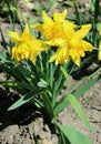 Yellow daffodils, narcissus - spring flowers in the garden Royalty Free Stock Photo