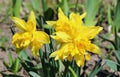 Yellow daffodils, narcissus - spring flowers in the garden Royalty Free Stock Photo