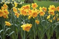 The Yellow daffodils near a fountain in the background of trees in a botanical garden in Keukenhof