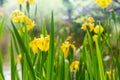 Yellow daffodils next to a pond