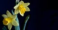 Yellow Daffodils over back baskground Royalty Free Stock Photo