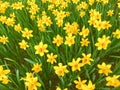 Yellow Daffodils   in the park in spring Royalty Free Stock Photo