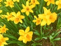 Yellow Daffodils   in the park in spring Royalty Free Stock Photo