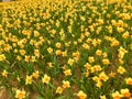 Yellow Daffodils   in the park in spring Royalty Free Stock Photo