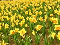 Yellow Daffodils   in the park in spring Royalty Free Stock Photo