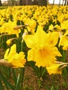 Yellow Daffodils   in the park in spring Royalty Free Stock Photo