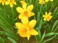 Yellow Daffodils   in the park in spring Royalty Free Stock Photo