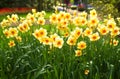 Yellow daffodils in park in spring Royalty Free Stock Photo
