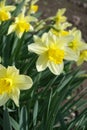 Yellow daffodils in the park in spring Royalty Free Stock Photo