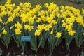 Yellow daffodils in the park.