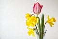 Yellow daffodils and pink tulip in a glass vase horizontal. Royalty Free Stock Photo