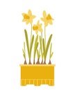 Yellow daffodils in a pot. Beautiful spring potted flowers isolated on white background. Vector illustration in flat style Royalty Free Stock Photo
