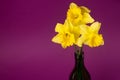 Yellow daffodils on purple background Royalty Free Stock Photo