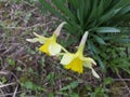 Yellow daffodils after the rain. Photo after the rain, top view of the daffodils. Two daffodils from above. Yellow Royalty Free Stock Photo